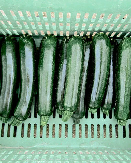 West Coast Seeds - Squash/Pumpkin