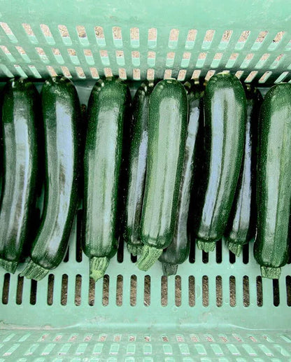 West Coast Seeds - Squash/Pumpkin