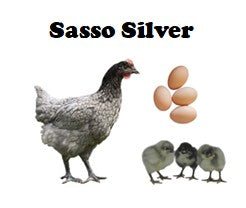 Chicks-Pullets - 2026 Shipment 3 - Pick Up - April 21, 2026