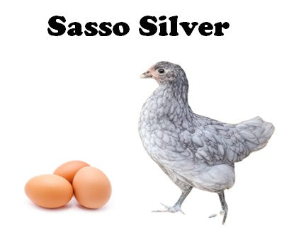 March 29, 2026 - Started Off Heat (8+ week old) - Pullets - Shipment 1