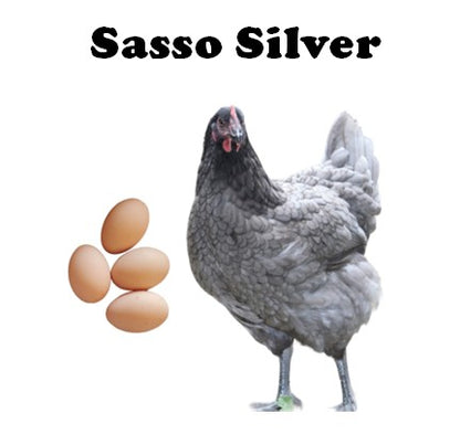 IN STORE - POINT OF LAY - Pullets - (Please Call or Email for Pick Up Availability)