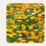 West Coast Seeds - Flowers - Assorted