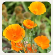 West Coast Seeds - Flowers - Poppies