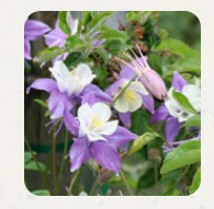 West Coast Seeds - Flowers - Assorted