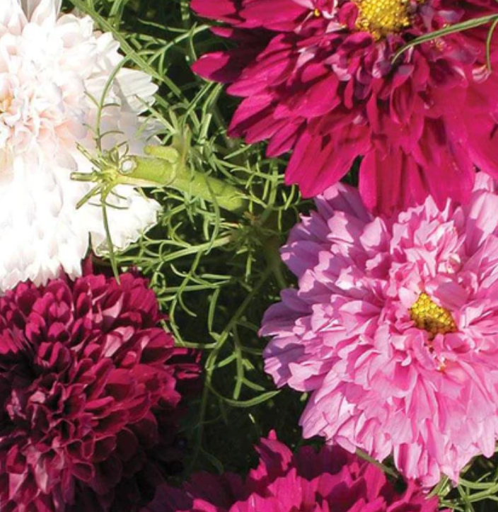 West Coast Seeds - Flowers - Assorted