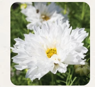 West Coast Seeds - Flowers - Assorted