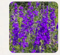 West Coast Seeds - Flowers - Assorted