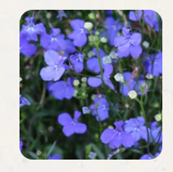 West Coast Seeds - Flowers - Assorted