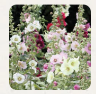 West Coast Seeds - Flowers - Assorted