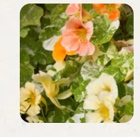 West Coast Seeds - Flowers - Assorted