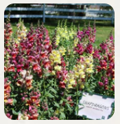 West Coast Seeds - Flowers - Assorted