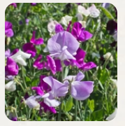 West Coast Seeds - Flowers - Assorted