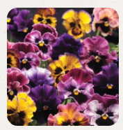 West Coast Seeds - Flowers - Assorted