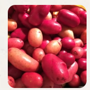 West Coast Seeds - Misc Vegetables