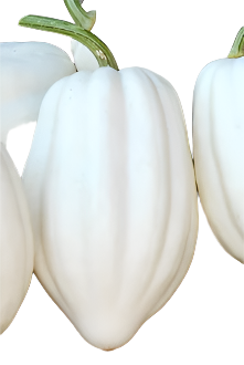 Fresh - Locally Grown - Pumpkin, Squash, Gourds