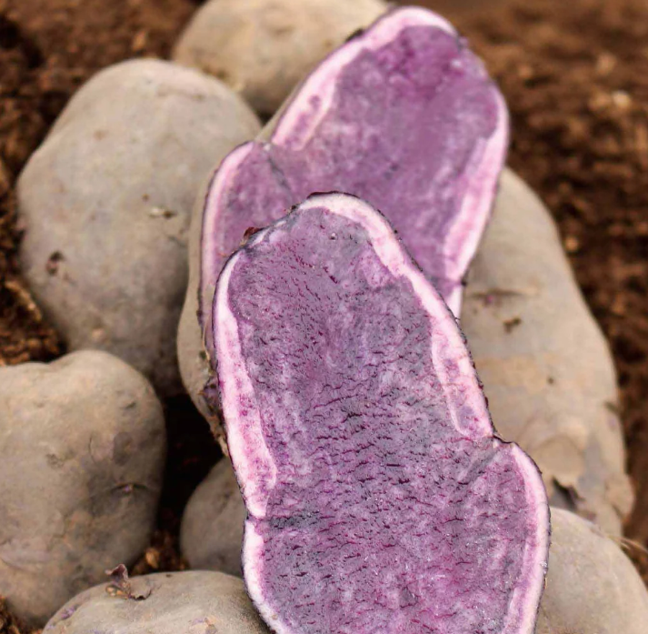 Seed Potatoes