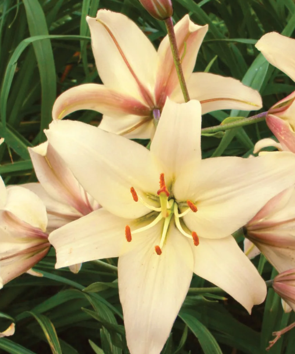 Lily Bulbs