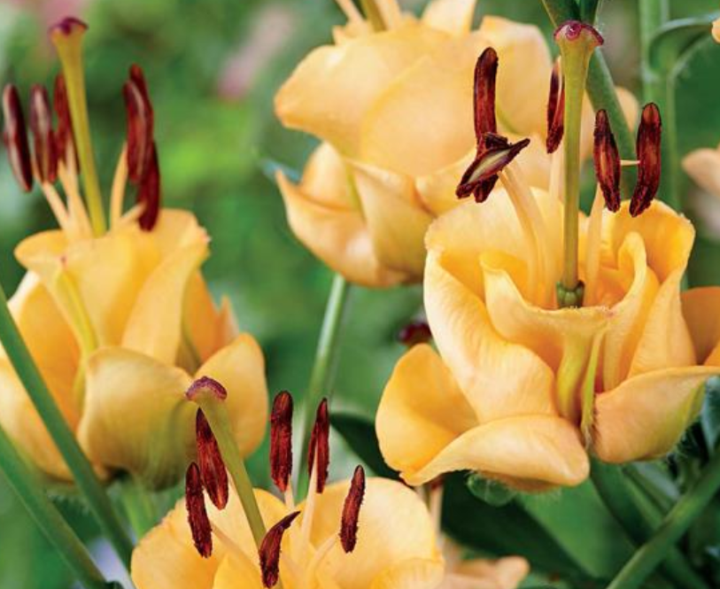 Lily Bulbs