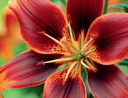 Lily Bulbs