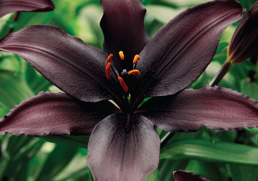 Lily Bulbs