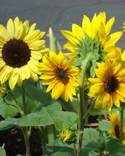 West Coast Seeds - Flowers - Sunflowers