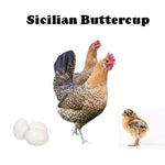 Chicks-Pullets - 2024 Shipment 6 - June 10, 2025