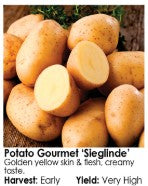 Seed Potatoes - Arriving in April