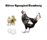 Chicks-Pullets - 2025 Shipment 4 - Available May 13, 2025