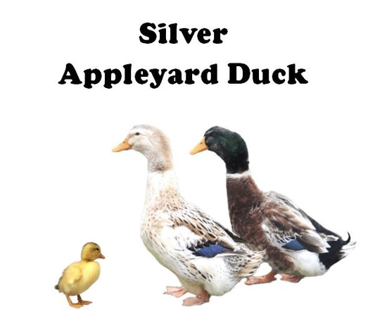 Ducklings-UNSEXED - Shipment 2 - Arriving June 10th, 2026