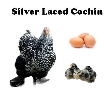 Chicks-Pullets - 2026 Shipment 2 - Pick Up - April 7, 2026