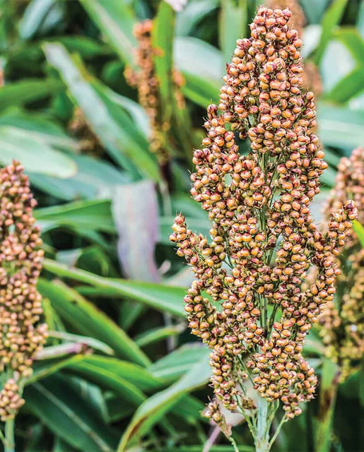 West Coast Seeds - Corn