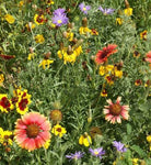 West Coast Seeds - Mixed Flowers