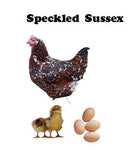 Chicks - Pullets - 2024 Shipment 1 - Arriving March 18 2024 - SOLD OUT
