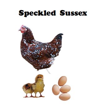 Chicks-Pullets - 2026 Shipment 5 - Pick up - June 2nd, 2026