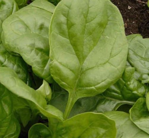 West Coast Seeds - Spinach