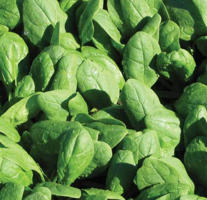 West Coast Seeds - Spinach