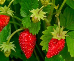 West Coast Seeds - Misc Fruit