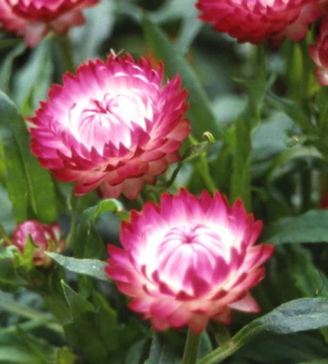 West Coast Seeds - Flowers - Assorted