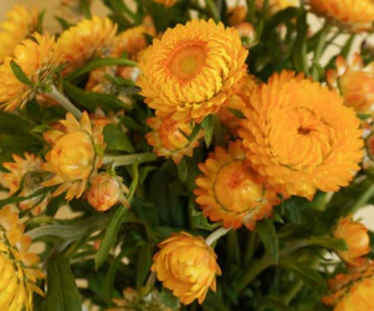 West Coast Seeds - Flowers - Assorted