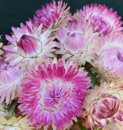 West Coast Seeds - Flowers - Assorted