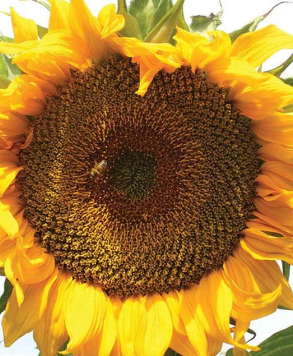West Coast Seeds - Flowers - Sunflowers