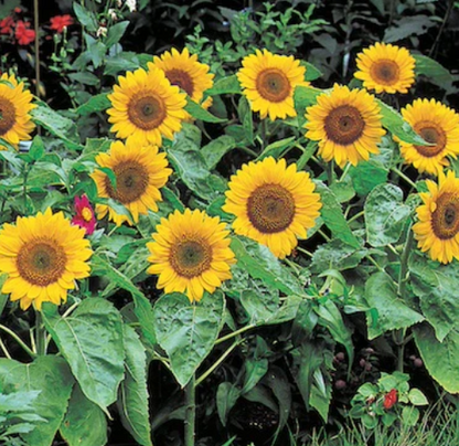 West Coast Seeds - Flowers - Sunflowers