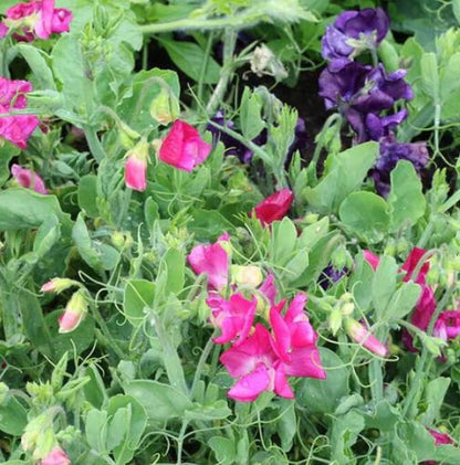 West Coast Seeds - Flowers - Assorted