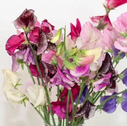 West Coast Seeds - Flowers - Sweetpea