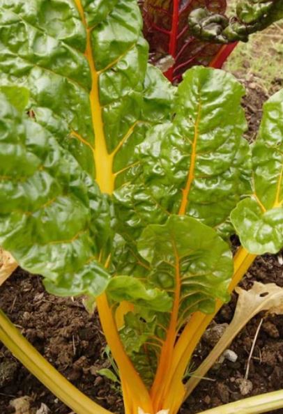 West Coast Seeds - Swiss Chards