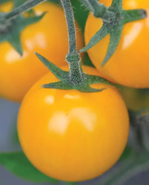 West Coast Seeds - Tomatoes
