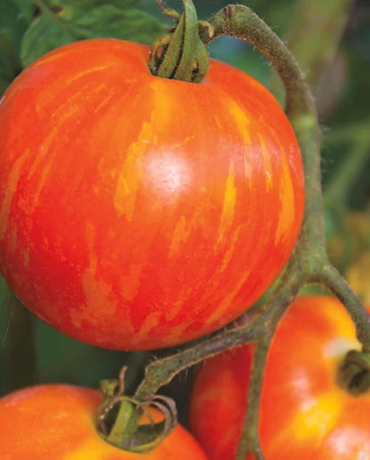 West Coast Seeds - Tomatoes