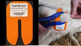 TestiGrip Castration Aid (Calves)