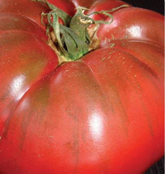 West Coast Seeds - Tomatoes