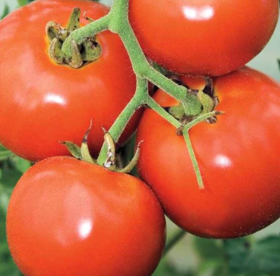West Coast Seeds - Tomatoes
